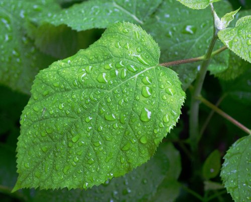 Hydrangea leaf with raindrops